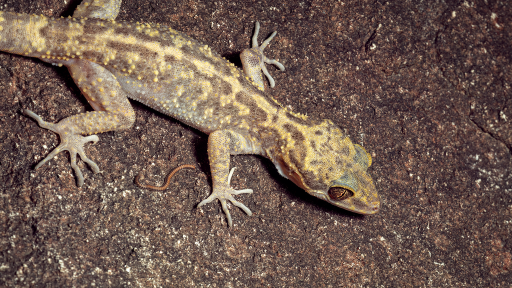 Pulo Condore Bow-fingered Gecko