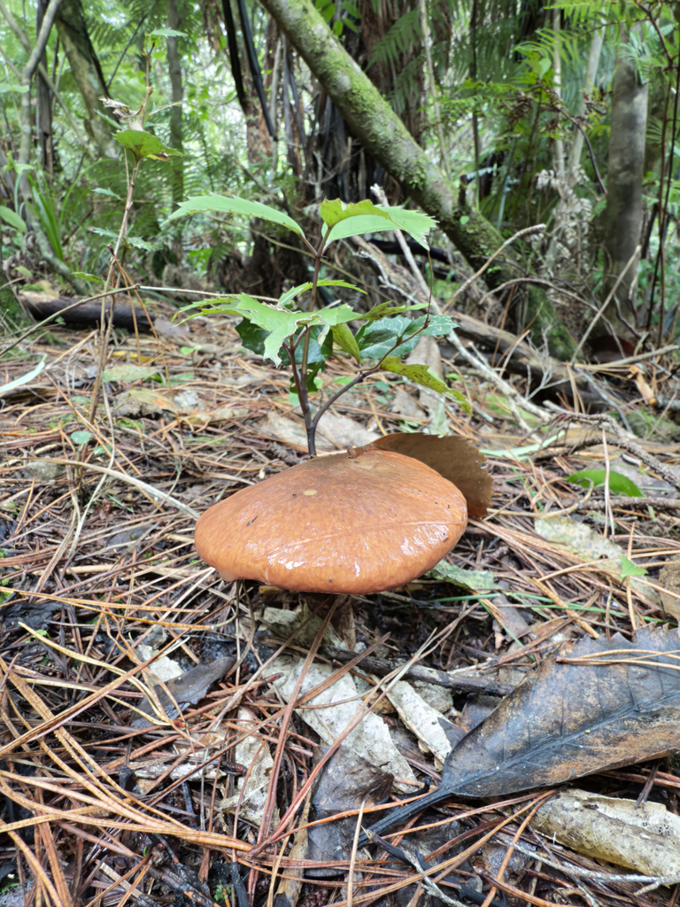 Suillus luteus · May 2025 · photo: © jeremy_rolfe (iNaturalist, cc-by)