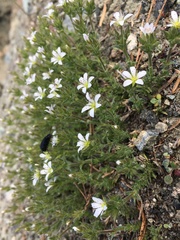 Sabulina nuttallii