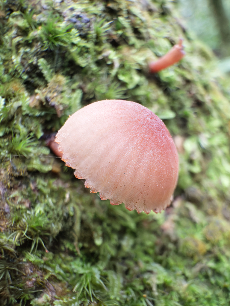 Mycena parsonsii