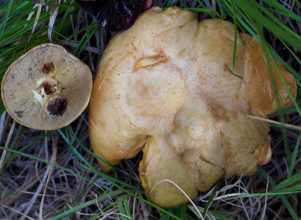 Suillus wasatchicus