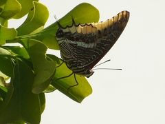 Charaxes epijasius