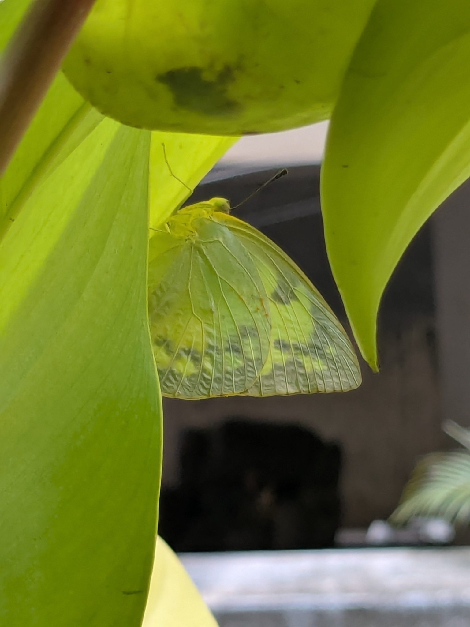 Lemon Emigrant