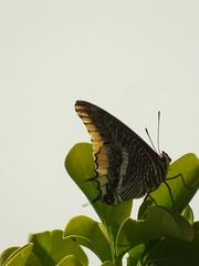 Charaxes epijasius