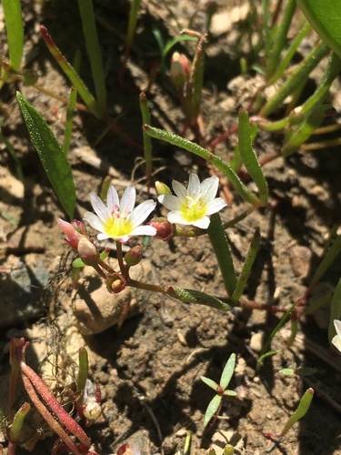 Image of Lewisia triphylla by (c) Matt Berger, some rights reserved (CC BY)