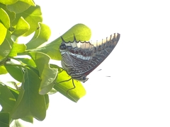 Charaxes epijasius