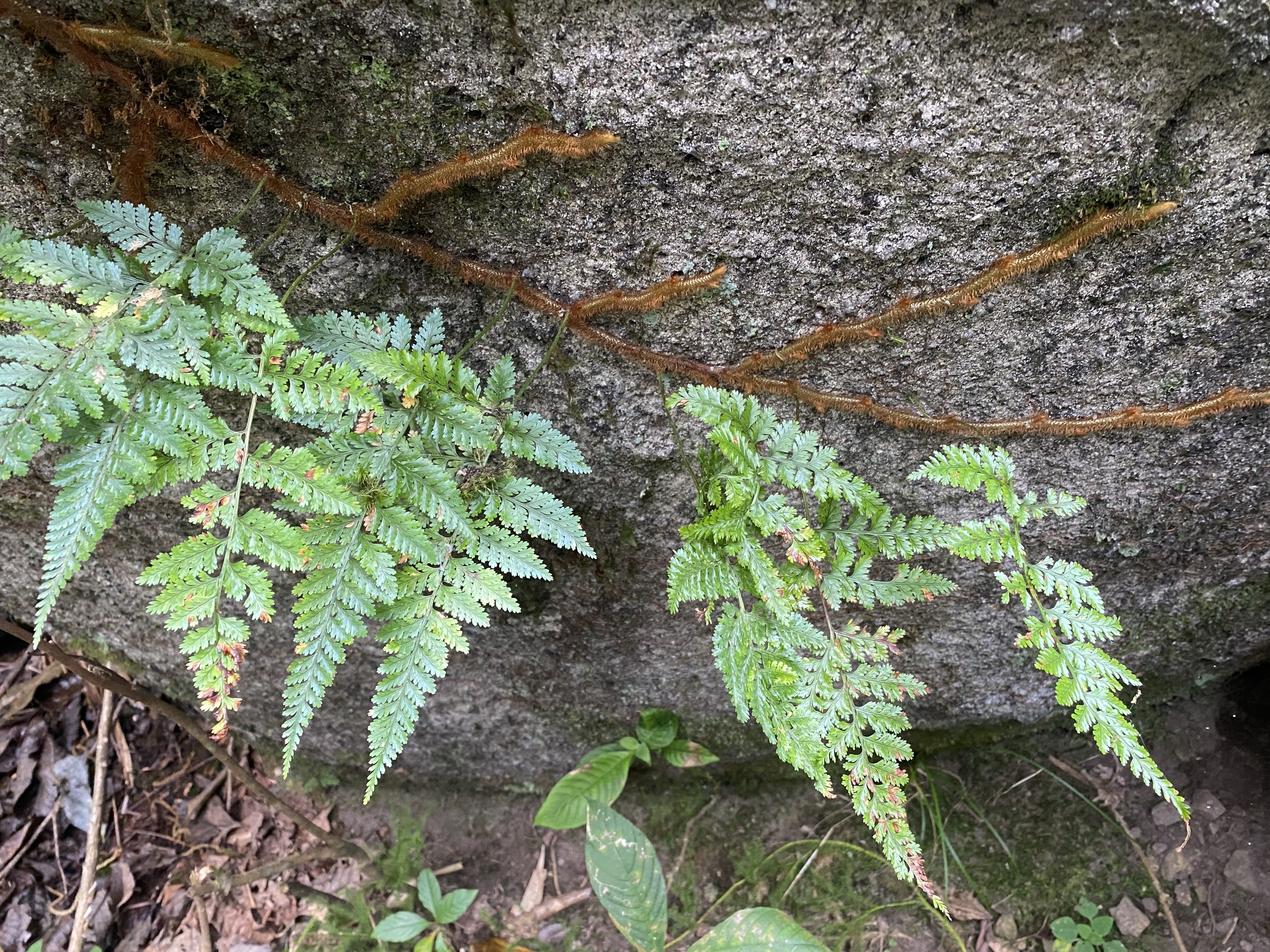 Davallia griffithiana (Davallia griffithiana)