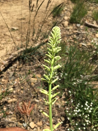Image of Thelypodium brachycarpum by (c) Matt Berger, some rights reserved (CC BY)