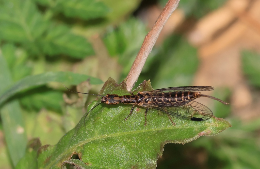 Fibla peyerimhoffi