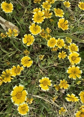 Layia chrysanthemoides, photograph author not stated, no rights reserved