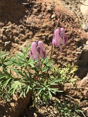 Dicentra pauciflora