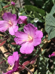 Epilobium siskiyouense