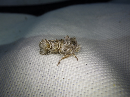 Cleonymia baetica