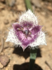 Calochortus elegans nanus