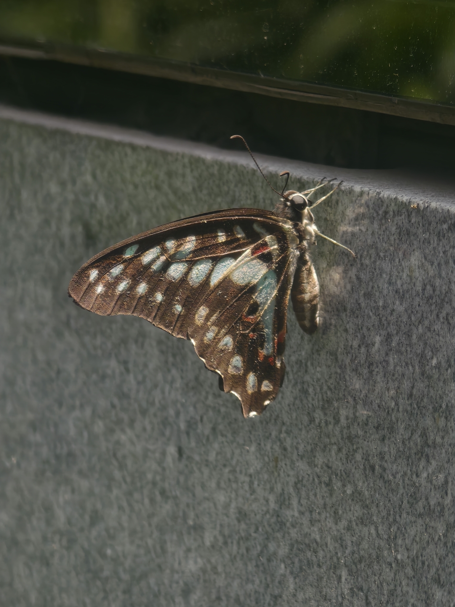 Common Jay