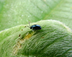 Syphrea