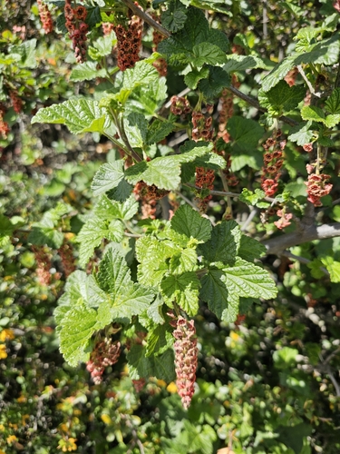 Image of Ribes magellanicum by (c) Tim, some rights reserved (CC BY)