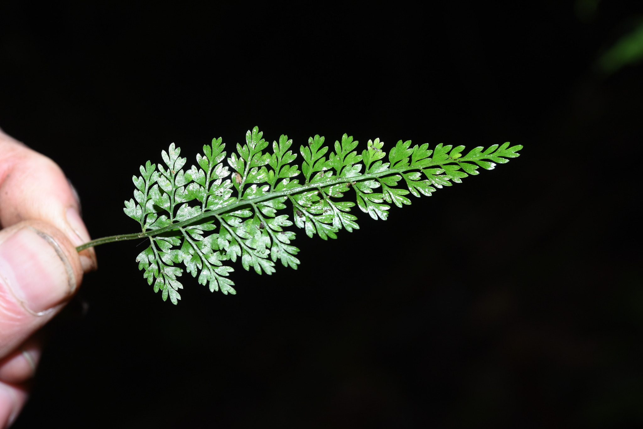 Asplenium tenuifolium — ảnh 2