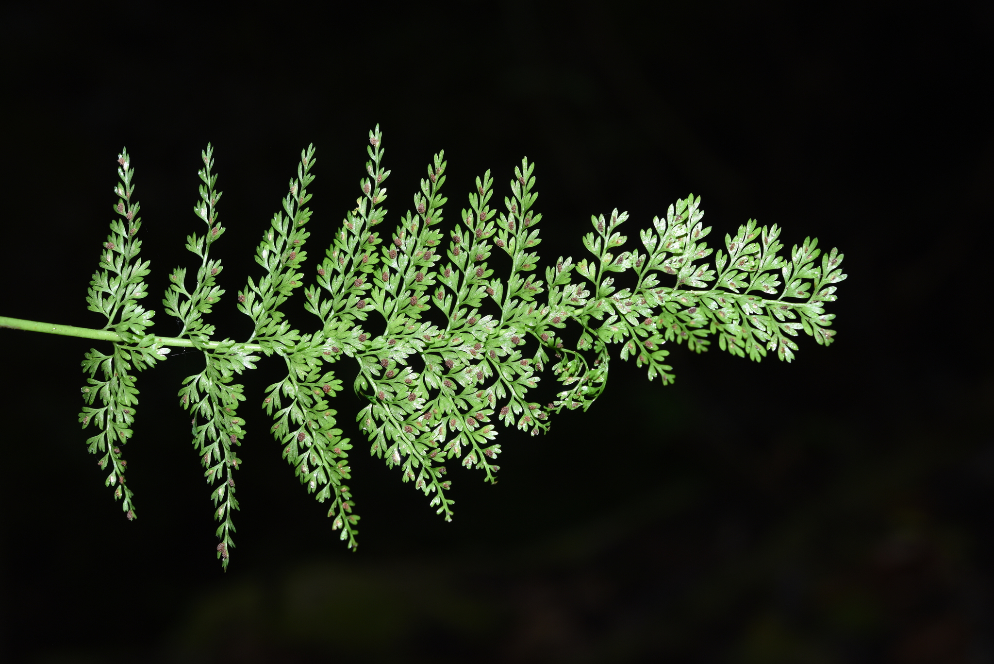 Asplenium tenuifolium — ảnh 3