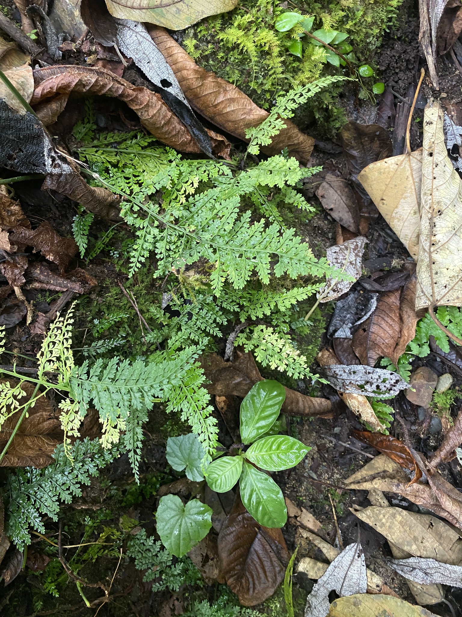 Asplenium tenuifolium (Asplenium tenuifolium)