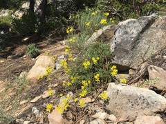 Eriogonum congdonii