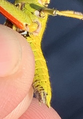 Stethophyma lineatum