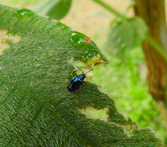 Syphrea