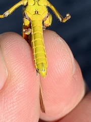 Stethophyma lineatum