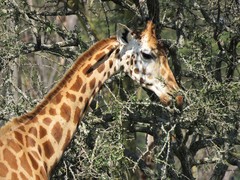Giraffa camelopardalis rothschildi