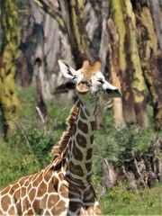 Giraffa camelopardalis rothschildi