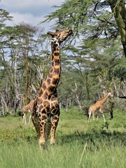 Giraffa camelopardalis rothschildi