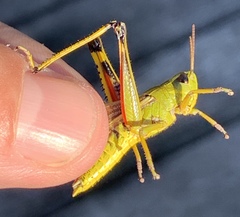 Stethophyma lineatum