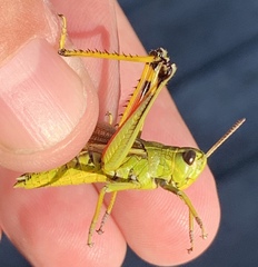 Stethophyma lineatum