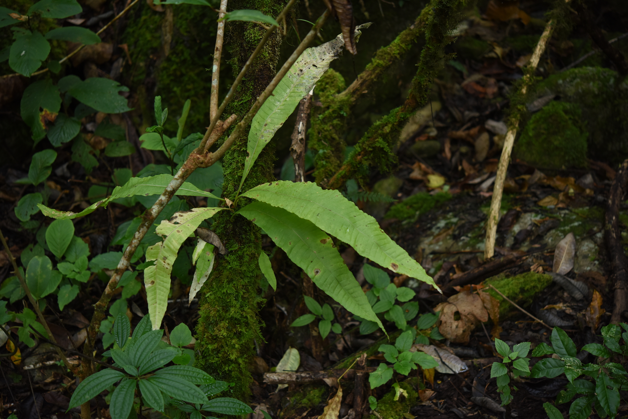 Bosmania membranacea (Bosmania membranacea)