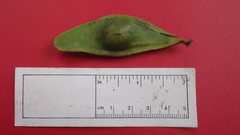 Tachigali densiflora