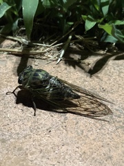 Neotibicen latifasciatus