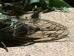 Neotibicen latifasciatus