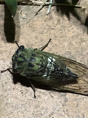 Neotibicen latifasciatus