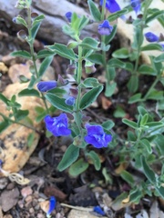 Scutellaria antirrhinoides