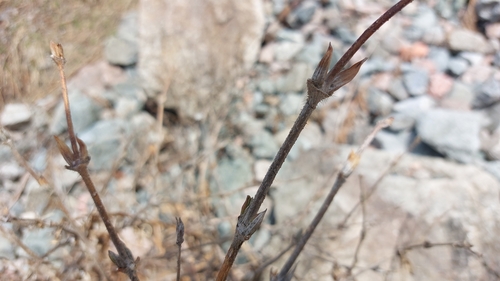 Lonicera hispida, photograph 5