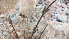 Lonicera hispida, photograph Lena Perova, CC BY, iNaturalist via GBIF