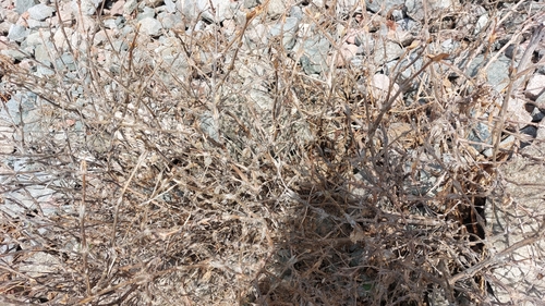 Lonicera hispida, photograph 6