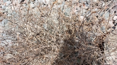 Lonicera hispida, photograph Lena Perova, CC BY, iNaturalist via GBIF