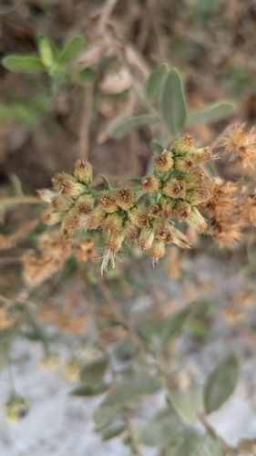 Image of Pluchea dioscoridis by no rights reserved