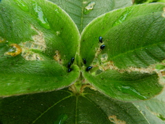 Syphrea