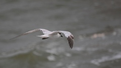 Thalasseus sandvicensis