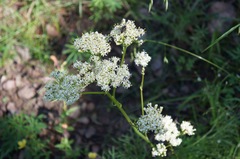 Psacalium decompositum