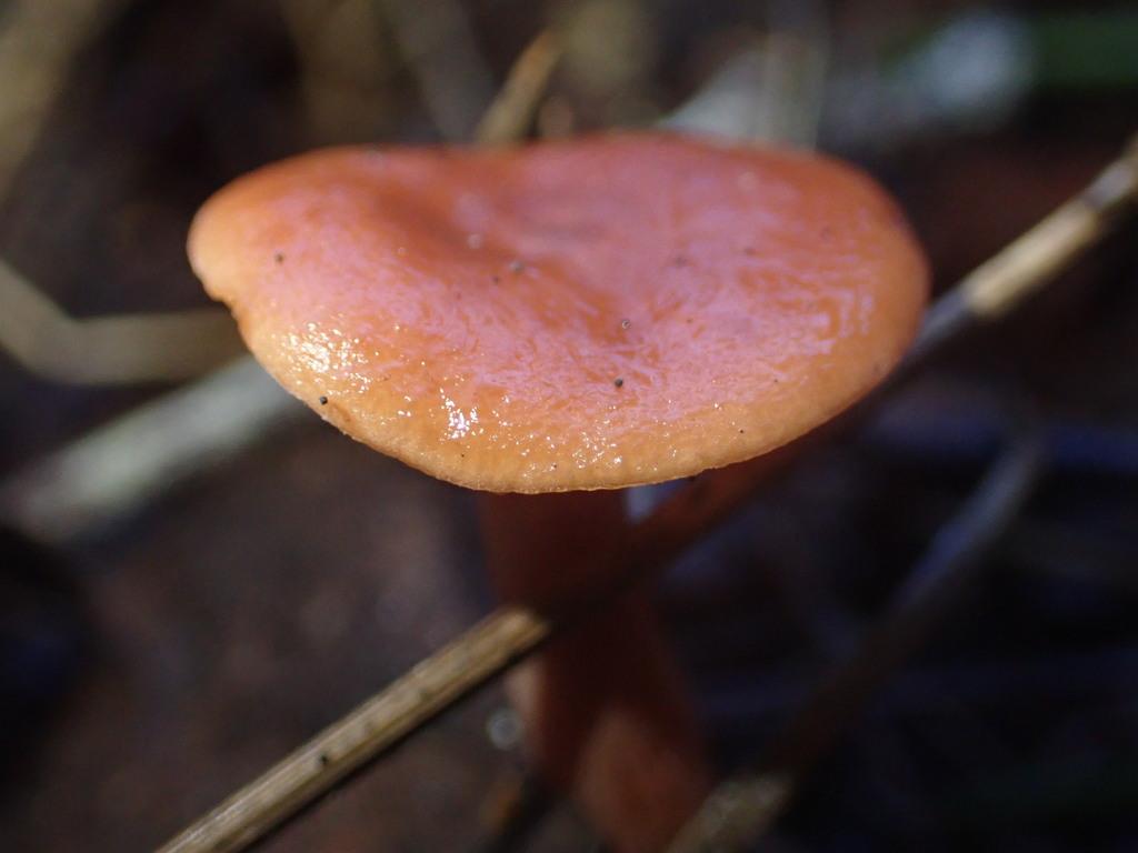 Lactarius eucalypti · May 2025 · photo: © djnugent (iNaturalist, cc0)