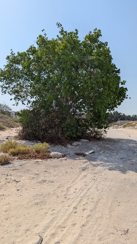 Ficus religiosa