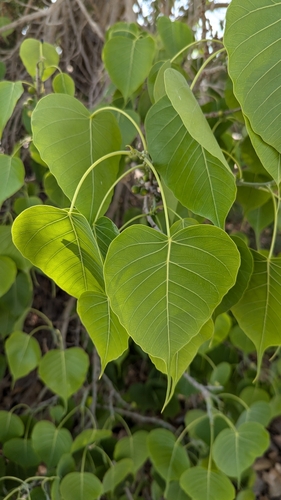 Ficus religiosa